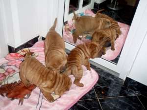 Vand pui rasa Shar-Pei  / tel: 0745-521277 /
