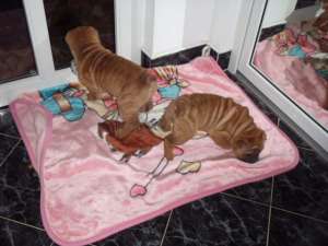 Vand pui rasa Shar-Pei  / tel: 0745-521277 /