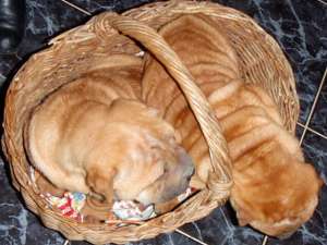 Vand pui rasa Shar-Pei  / tel: 0745-521277 /
