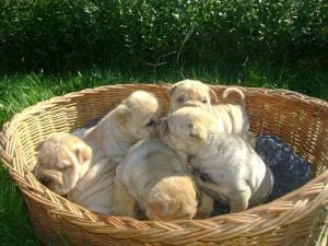Vand puii Ciobanesc German si Sharpei ,      Chow - Chow ,      Spitz