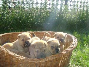 Vand puii Ciobanesc German si Sharpei ,      Chow - Chow ,      Spitz