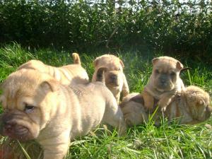 Vand puii Ciobanesc German si Sharpei ,      Chow - Chow ,      Spitz