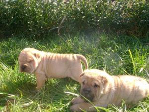 Vand puii Ciobanesc German si Sharpei ,      Chow - Chow ,      Spitz