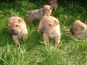 Vand puii Ciobanesc German si Sharpei ,      Chow - Chow ,      Spitz