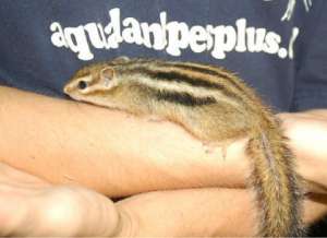 Vanzari Veverite Canadiene