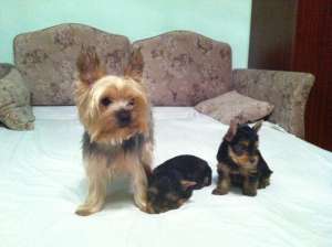 Vand pui rasa Yorkshire Terrier Timisoara