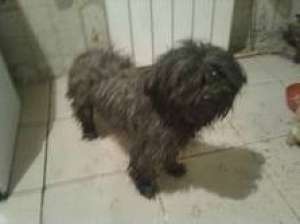 donez pui catei (mama-pechinez, tata-canis pitic)