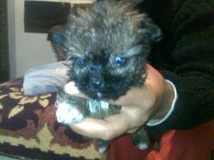 donez pui catei (mama-pechinez, tata-canis pitic)