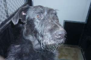 Catel negru ca un cocker