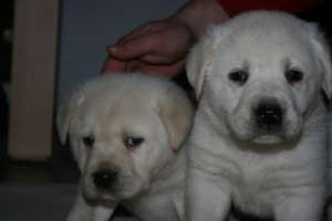 vand pui labrador