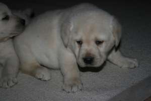 vand pui labrador