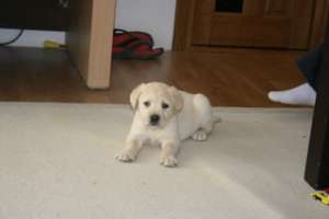 vand pui labrador