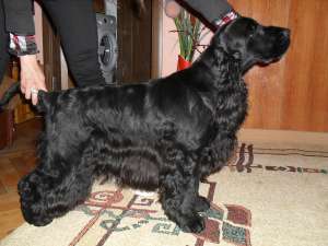 Ofer pt. monta mascul Cocker Spaniel Englez