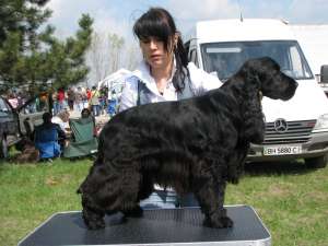 Ofer pt. monta mascul Cocker Spaniel Englez