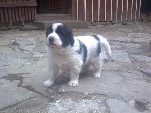 Ciobanesc de Bucovina