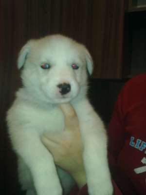 vand pui husky ochii albastri