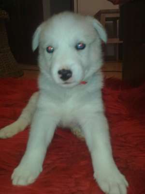 vand pui husky ochii albastri