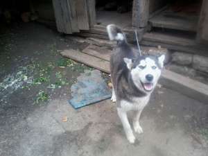 Vand mascul husky