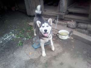 Vand mascul husky