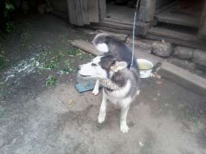 Vand mascul husky