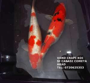 VAND CRAPI KOI SI CARASI COMETA