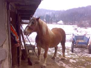 vand manza