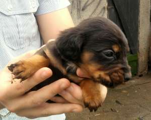 Trei puiuti metis cocker spaniel spre adoptie