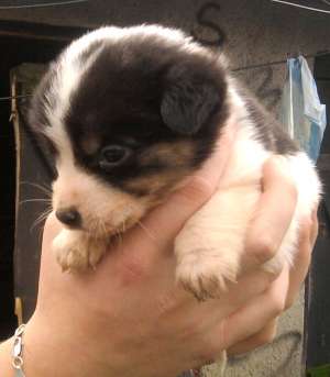 Trei puiuti metis cocker spaniel spre adoptie