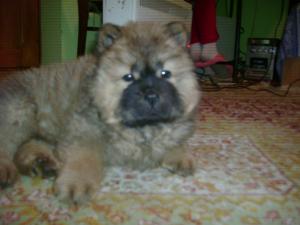 Vand puii Ciobanesc German si Sharpei ,      Chow - Chow ,      Spitz