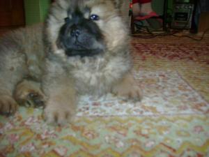 Vand puii Ciobanesc German si Sharpei ,      Chow - Chow ,      Spitz