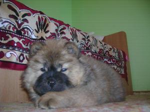 Vand puii Ciobanesc German si Sharpei ,      Chow - Chow ,      Spitz