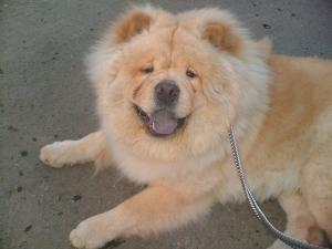 Vand puii Ciobanesc German si Sharpei ,      Chow - Chow ,      Spitz