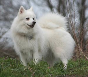 Vand puii Ciobanesc German si Sharpei ,      Chow - Chow ,      Spitz