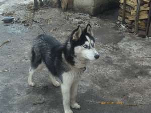 vand caine husky