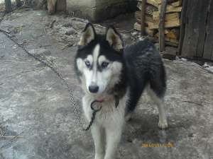 vand caine husky