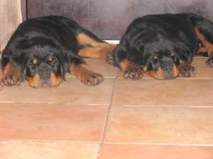 VIND CATEI ROTTWEILER