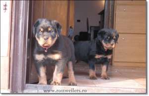 VIND CATEI ROTTWEILER
