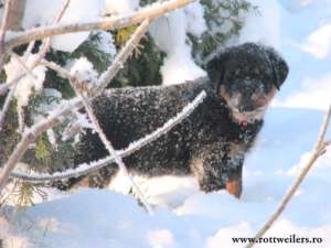 VIND CATEI ROTTWEILER