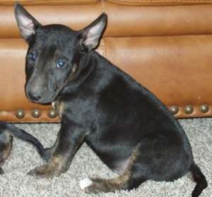 vand pui bull terrier