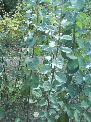Pomi Fructiferi
