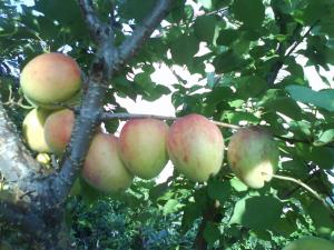 Pomi Fructiferi