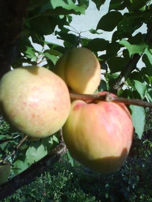 Pomi Fructiferi