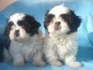 shih-tzu de vanzare vand shih-tzu