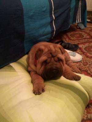Vand pui Shar Pei
