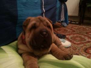 Vand pui Shar Pei