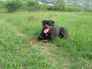 DE VANZARE PUI ROTTWEILER