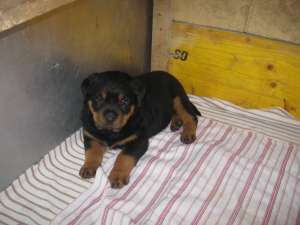 DE VANZARE PUI ROTTWEILER