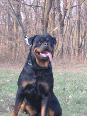 DE VANZARE PUI ROTTWEILER