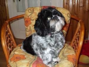 BAIETEL SHIH-TZU,   CAUT FETITA !