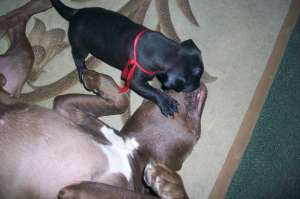 pui pit-bull PARINTI DE EXCEPTIE